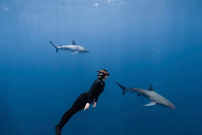 Shark Diving and Snorkeling in Oahu Hawaii - Key Highlights You’ll Feel Immediately