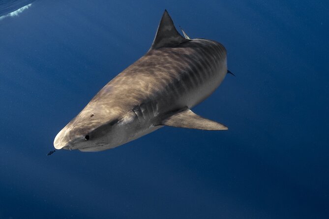 Shark Diving and Snorkeling in Oahu Hawaii - Cage-Free North Shore Shark Snorkeling: The Real Hook
