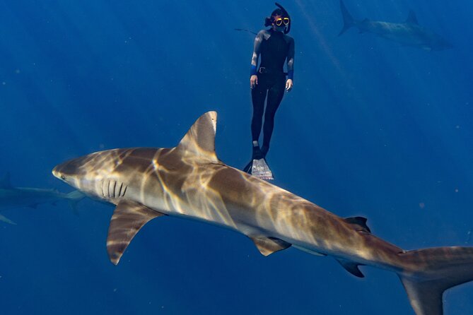 Shark Diving and Snorkeling in Oahu Hawaii - Your ~2-Hour Schedule: What the Timing Feels Like