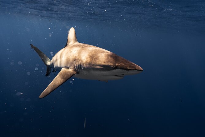 Shark Diving and Snorkeling in Oahu Hawaii - What Shark Encounters Feel Like (and How to Manage Expectations)
