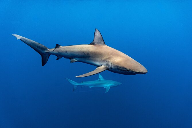 Shark Diving and Snorkeling in Oahu Hawaii - Safety That’s More Than a Speech