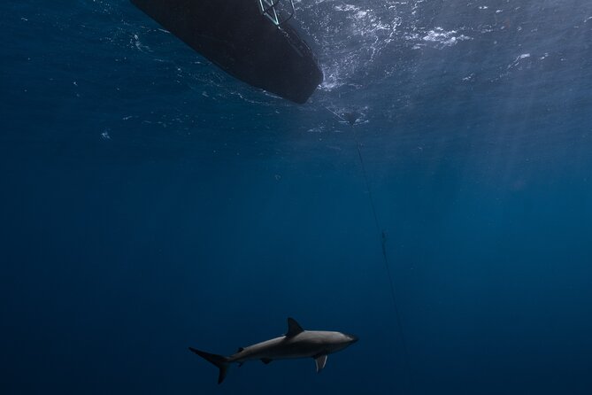 Shark Diving and Snorkeling in Oahu Hawaii - Why the $165 Price Can Still Feel Like Good Value