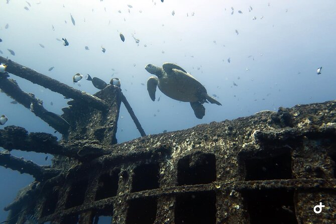Small-Group Deep Dive in Oahu with Shipwreck and Reef - Start at ~100 feet on a shipwreck (why the location boosts wildlife odds)