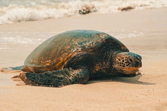 Small Group North Shore Circle Island Tour Oahu - From Waikiki to the North Shore in one day