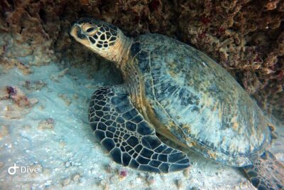 Small Group Shallow Reef Dive in Oahu - Meeting point and getting there without stress