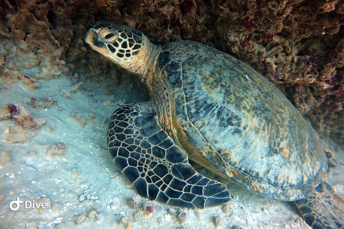 Small Group Shallow Reef Dive in Oahu - Meeting point and getting there without stress