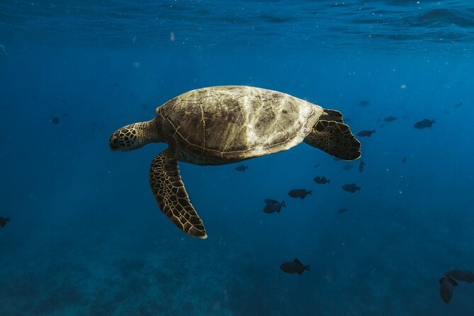 Small group Turtle Snorkel (16 people max): Sightings Guaranteed - Turtle Snorkel From Waikiki: Why This Small Group Feels Different