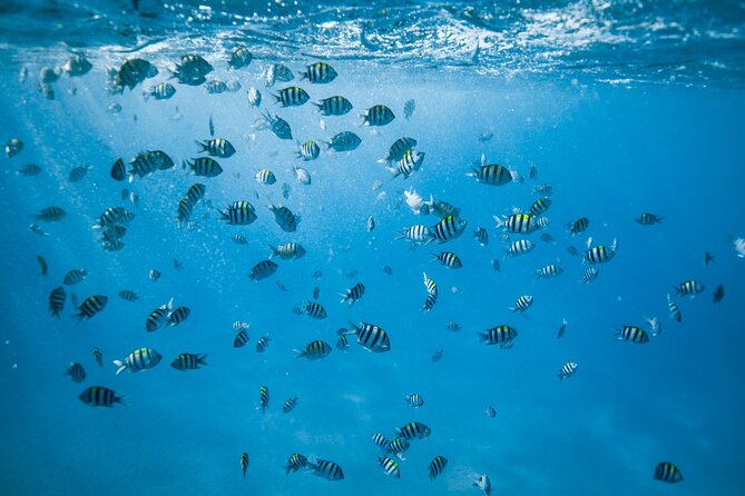Small group Turtle Snorkel (16 people max): Sightings Guaranteed - Price and Value: Is $85 Worth It for a 2-Hour Reef Trip?