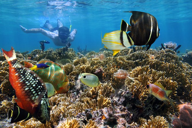 Snorkel Gears near Hanauma Bay - The schedule feel: a 6-hour window that lets you snorkel early and choose your pace