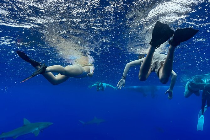 Snorkel with sharks on the North Shore of Oahu - The Boat Ride Out: How the Crew Sets You Up