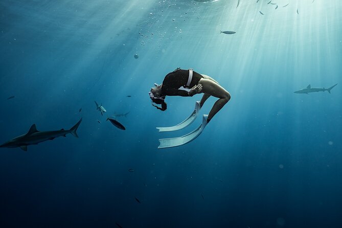 Snorkel with sharks on the North Shore of Oahu - What Other Marine Life You Might See (Beyond Sharks)
