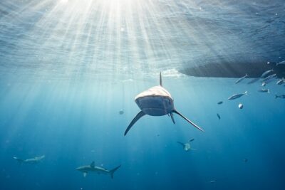 Snorkel with sharks on the North Shore of Oahu - Shark Snorkeling Off the North Shore: What You’ll Do in the Water