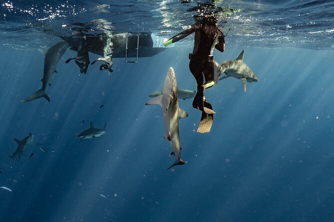 Snorkel with sharks on the North Shore of Oahu - Price and Value: Is $193 a Good Deal for North Shore Sharks?