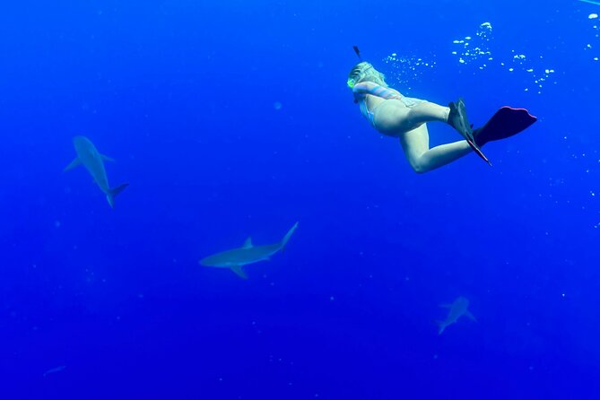 Snorkel with sharks on the North Shore of Oahu - Who This Tour Fits Best (And Who Might Want Another Plan)