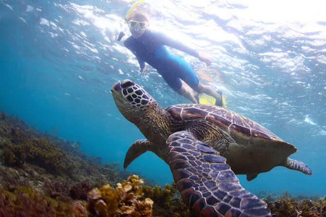 Snorkel with Turtles - Key things to know before you go