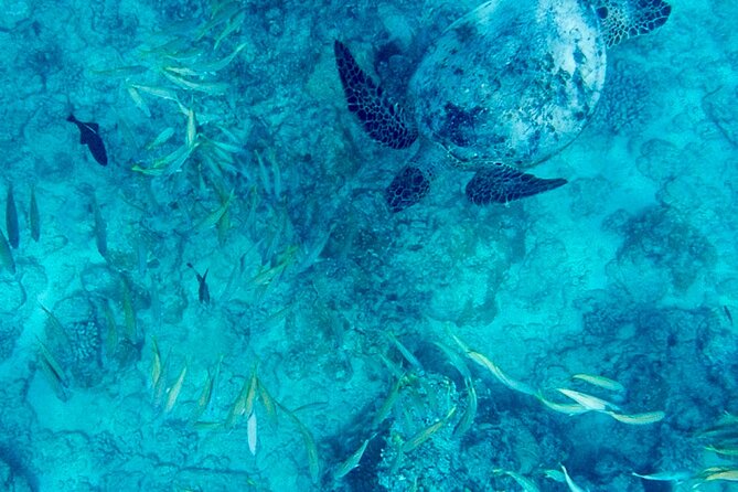 Snorkeling Adventure at Turtle Canyon - Turtle Canyon snorkeling in 2 hours: what you’ll really do