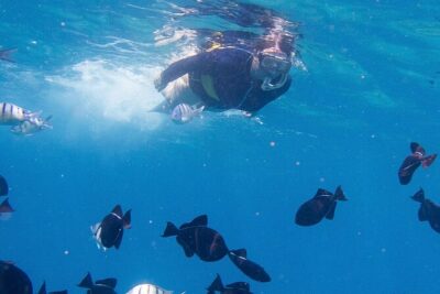 Snorkeling Adventure at Turtle Canyon - Turtle Canyon: marine life and the turtle moment you’re hoping for