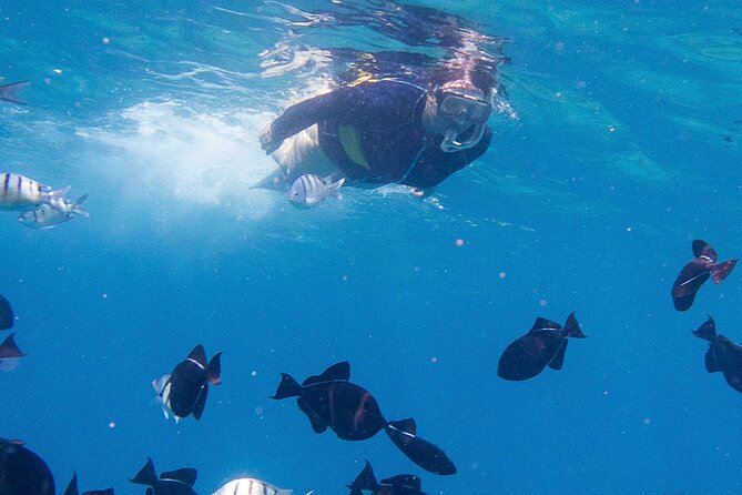 Snorkeling Adventure at Turtle Canyon - Turtle Canyon: marine life and the turtle moment you’re hoping for
