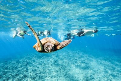 Snorkeling with Sea Turtles in Waikiki Hawaii Boat Tour - Waikiki pickup and the Kewalo Basin harbor start