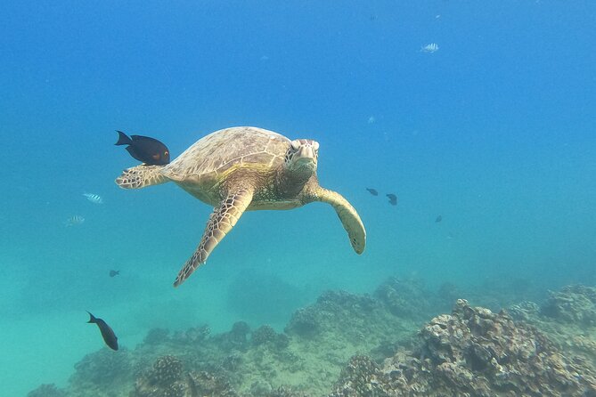 Snorkeling with Turtle/Water Scooter/Paddleboard Adventures Oahu - Quick Hits Before You Go