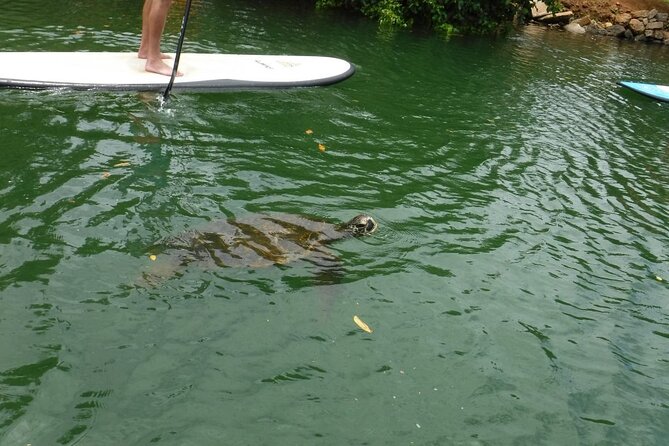 Stand Up Paddle Nature and Turtle tour-Guaranteed to see turtles - Paddling the Anahulu Stream: where green turtles actually spend time