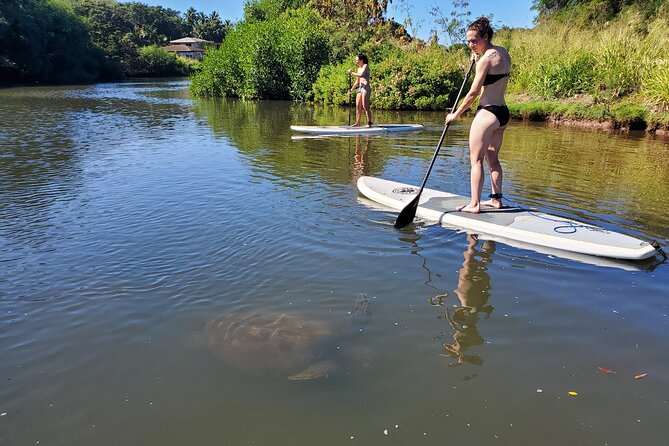 Stand Up Paddle Nature and Turtle tour-Guaranteed to see turtles - Price and value: is $172.77 reasonable for this kind of tour?
