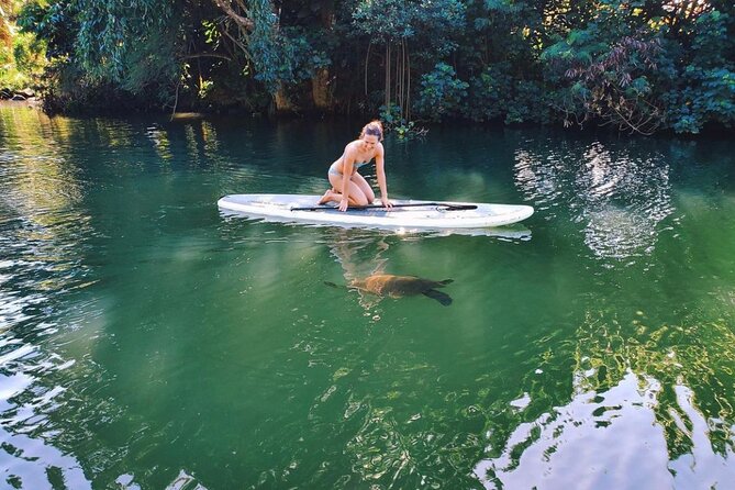 Stand Up Paddle Nature and Turtle tour-Guaranteed to see turtles - Meeting at Sea & Board Sports Hawaii in Haleiwa: go in with a plan