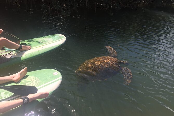 Sunset Stand Up Paddle with Photos and Turtles - Photos included: your guide does the memory work