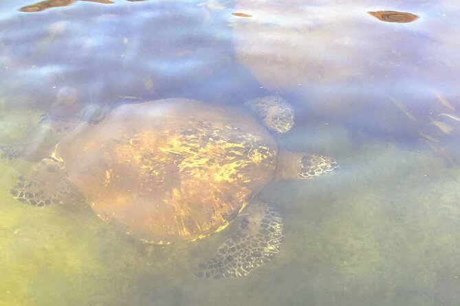 Sunset Stand Up Paddle with Photos and Turtles - What you’ll actually bring into the water (and what’s provided)