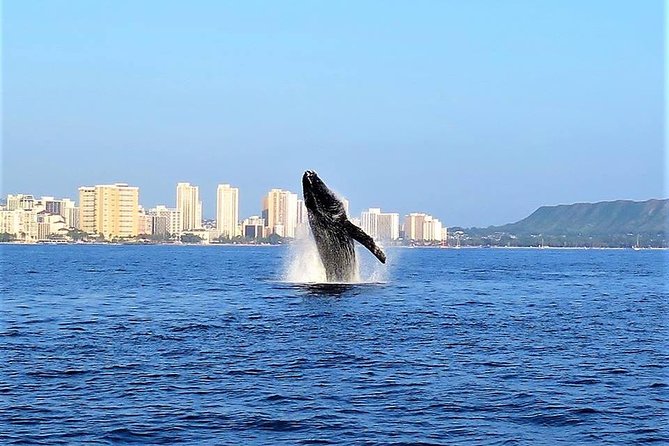 Sunset Whale Watch in Waikiki, Whales Guaranteed or Free Return - Onboard setup: snacks, bathroom, and the crew’s safety-first rhythm