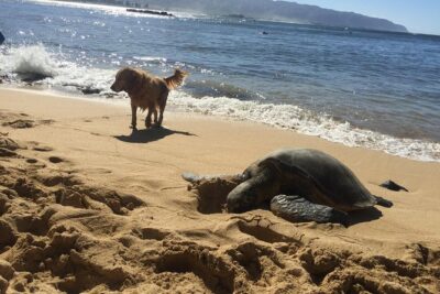 Surf Lessons on the North Shore of Oahu - What Happens in Your 90-Minute Lesson (Beach Basics to Ocean Waves)
