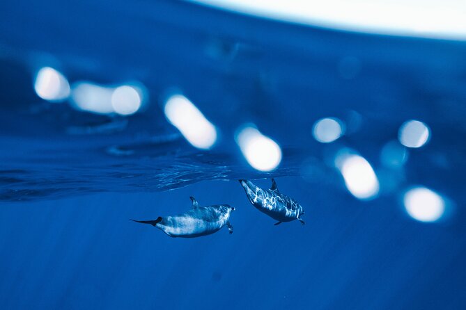 Swim with Dolphins Catamaran with Waterslide & Lunch on Oahu - Getting started early: the 7:30 a.m. rhythm and why it matters