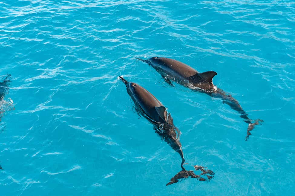 Swim with Wild Dolphins Oahu Speedboat Snorkeling Adventure! - Key takeaways before you go