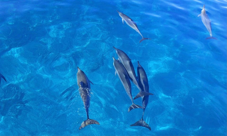 Swim with Wild Dolphins Oahu Speedboat Snorkeling Adventure! - Price and value: is $199 worth it?