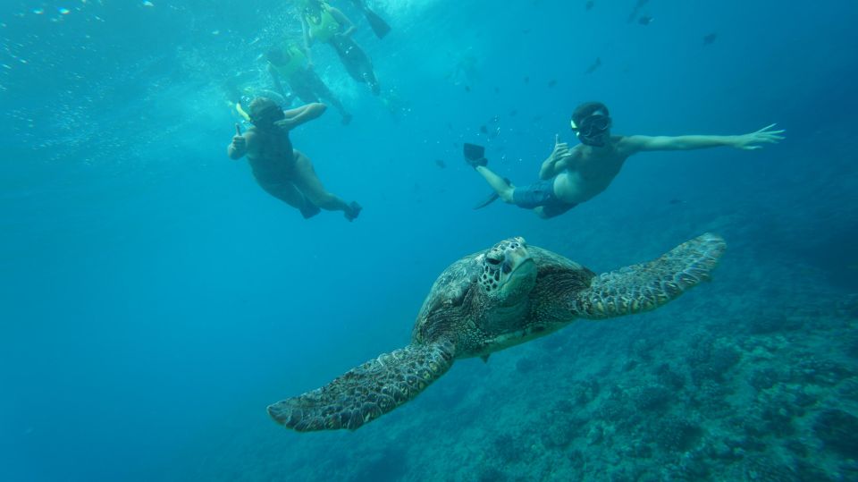 Swim with Wild Dolphins Oahu Speedboat Snorkeling Adventure! - Swimming with wild dolphins: exciting, and yes, fast-paced