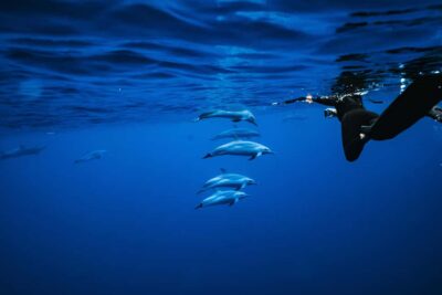 Swim with Wild Dolphins Oahu Speedboat Snorkeling Adventure! - The speedboat ride: what the zodiac-style boat is really like