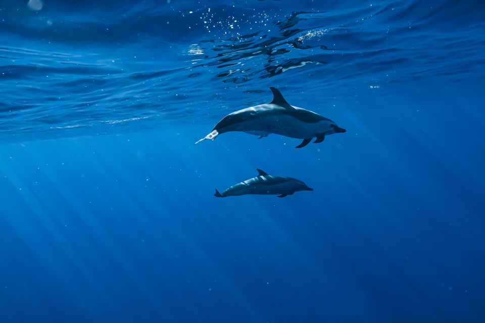 Swim with Wild Dolphins Oahu Speedboat Snorkeling Adventure! - Whale season bonus: December to March windows