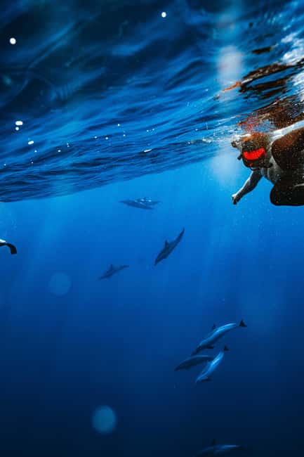 Swim with Wild Dolphins Oahu Speedboat Snorkeling Adventure! - Makaha snorkeling: turtles and reef fish with real reef energy