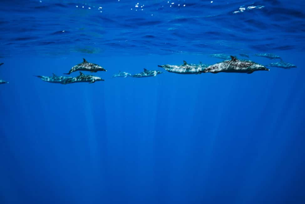 Swim with Wild Dolphins Oahu Speedboat Snorkeling Adventure! - Lunch, snacks, and what you can bring on board