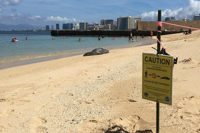 The East Waikiki Walking Tour - Stop 2: Kaimana Beach Surf History, Outrigger vs Hui Nalu, and Monk Seal Odds
