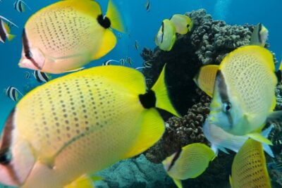 Turtle Canyon Waikiki Snorkel Adventure - Turtle Canyon: where your chances for up-close turtles get real
