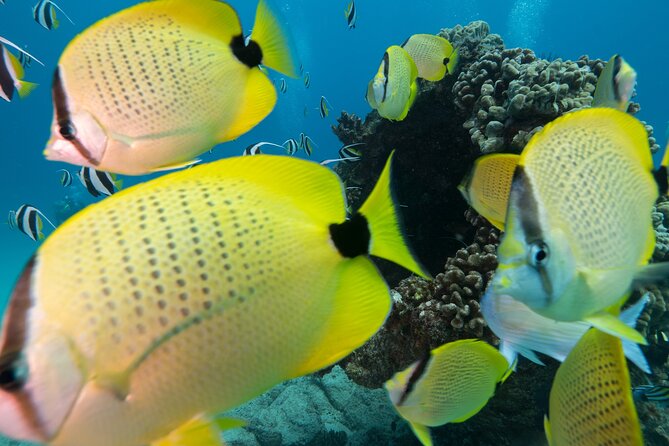 Turtle Canyon Waikiki Snorkel Adventure - Turtle Canyon: where your chances for up-close turtles get real