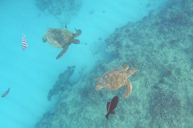 Turtle Snorkeling and Dole Plantation Guided Tour In Oahu - Key points worth knowing