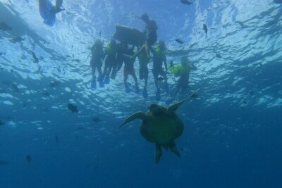Turtle Snorkeling and Dole Plantation Guided Tour In Oahu - Green World Coffee Farms: coffee from seed to cup (in about 30 minutes)