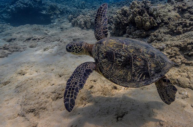 Two Tank Wreck and Drift Dive in Oahu - The guide team: professional, responsive, and safety-minded