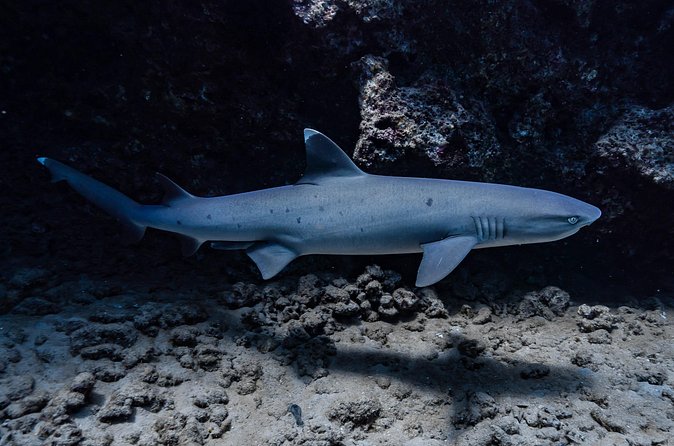 Two Tank Wreck and Drift Dive in Oahu - Gear, snacks, and what you must pack yourself