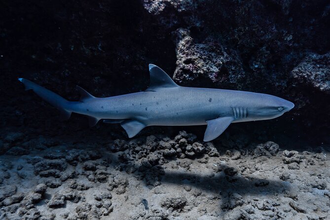 Two Tank Wreck and Drift Dive in Oahu - Who should book this 2-tank wreck and drift outing