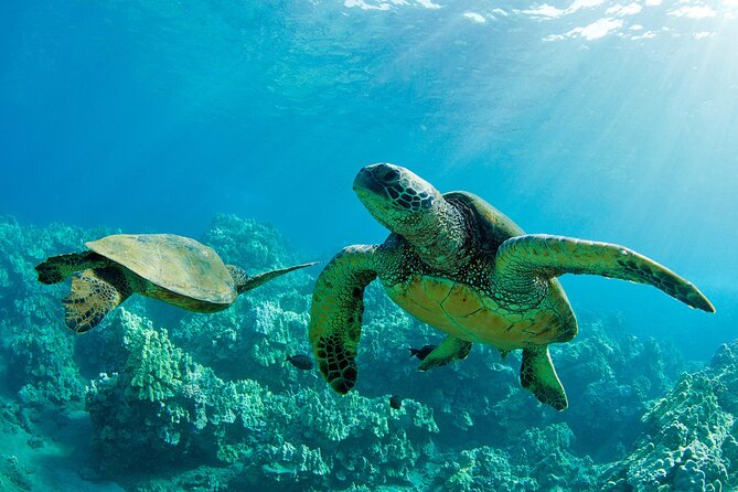 Ultimate North Shore Adventure: Full-Day Hawaiian Experience - Key highlights you’ll care about