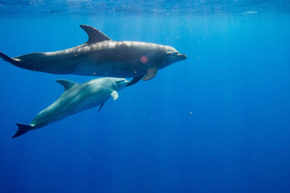 Waianae, Oahu: Swim with Dolphins (Semi-Private Boat Tour) - Key highlights at a glance