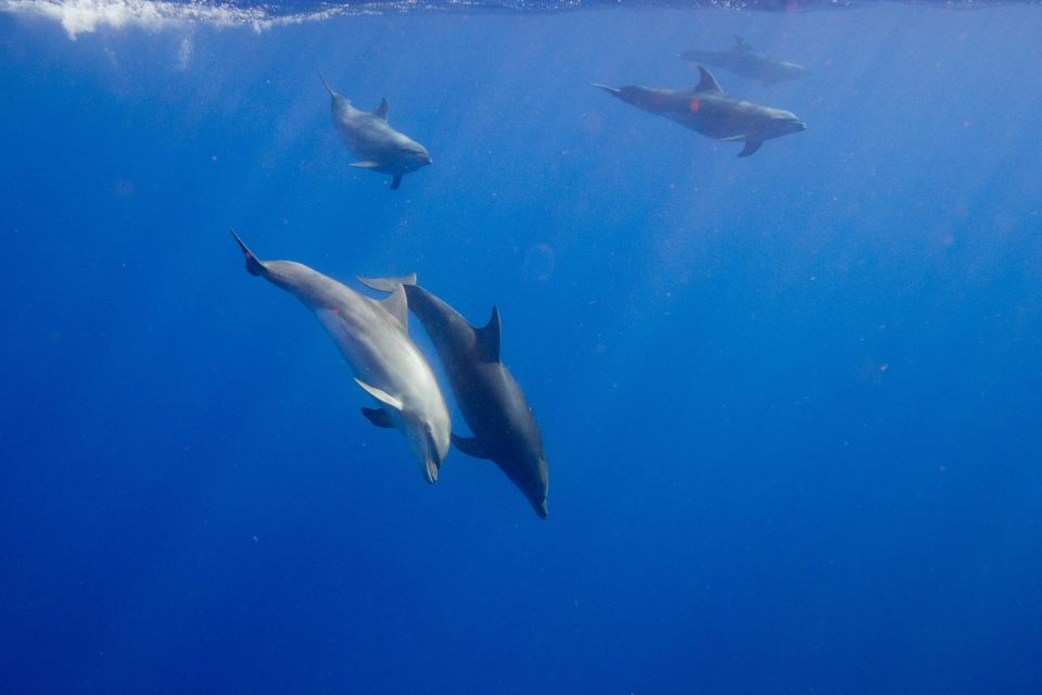 Waianae, Oahu: Swim with Dolphins (Semi-Private Boat Tour) - Who should book this dolphin swim tour